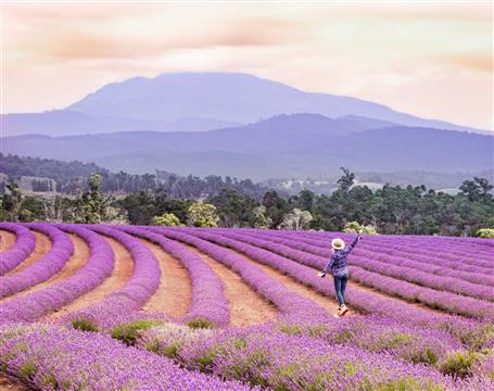 1月出発はﾗﾍﾞﾝﾀﾞｰﾌｧｰﾑへご案内（ｃ）JamieDouros&CamilleHelm